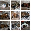  - Naissance Chiots Staffordshire Bull Terrier